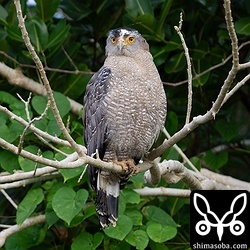 カンムリワシの成鳥が現れると幼鳥は一目散に逃げて行きます。