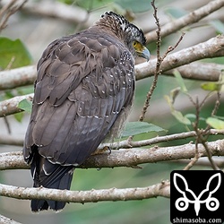こちらの成鳥は小さな水路を見下ろしていました。カニかカエルでもいるのでしょうか。