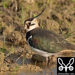 タゲリは幼鳥ばかりの群れが到着。