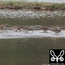 タゲリの40羽ほどの群れもまだいました。