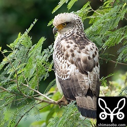 こちらの幼鳥も田んぼの近くで獲物を待ち伏せ。