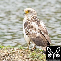 田んぼの畔で餌探しするカンムリワシ幼鳥。