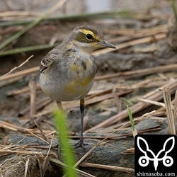 ツメナガセキレイ第1回冬羽。