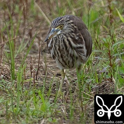田んぼのアカガシラサギ。畔沿いを歩きながら小さな昆虫などを捕まえていました。
