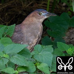 ズグロミゾゴイの成鳥。巣作りにはまだ早いのですが、枝を拾ったりしていました。