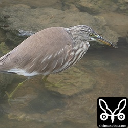 水路のアカガシラサギ。小さな魚を狙っています。