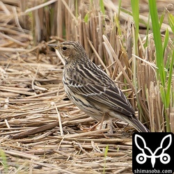 ムネアカタヒバリは30羽ほどの群れで越冬中。