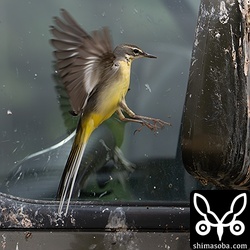 放置自動車のミラーに映る姿を攻撃するキセキレイ。フンの跡からするとずいぶん前からこの状態のようです。かわいそうなのでミラーは閉じておきました。