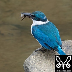 ムカデの次は、ミナミトビハゼを捕まえました。獲物の表情は絶望的です…。