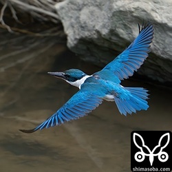 徒歩で近づいた鳥屋に驚いて飛んだナンヨウショウビン。尾羽のT1とT2は換羽しているようです。