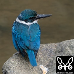 車から観察する分には全く警戒しないので、羽毛をふくらませてリラックスしています。