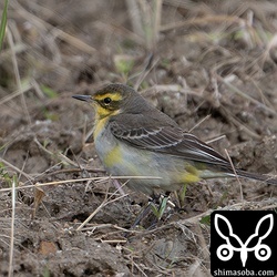 こちらも(キマユ)ツメナガセキレイ第1回冬羽。