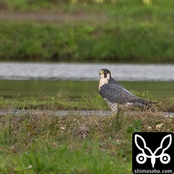 シギを見ていたらハヤブサがいつもの場所にやってきました。狙いはオオバンですが、軽トラが通ったのでどこかへ飛んで行きました。
