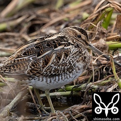タシギ第1回冬羽。