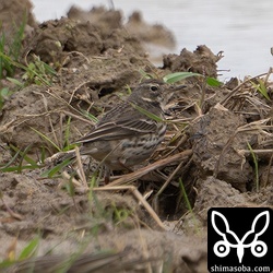 タヒバリは数羽交じっていました。