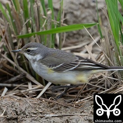 マミジロツメナガセキレイ第1回冬羽。