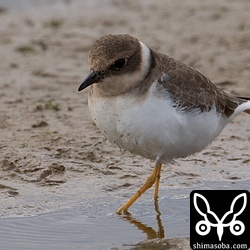 コチドリは20羽ほどの群れ。