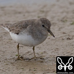 オジロトウネンは小さな群れで飛来。