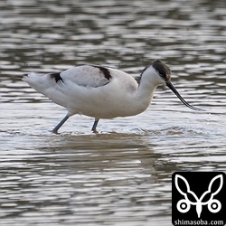 長期滞在中のソリハシセイタカシギ。