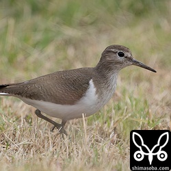 芝生にいたイソシギ。与那国島は田んぼがほぼ消滅してシギやチドリがほとんどいません。