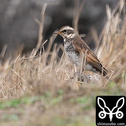 ツグミは南牧場に集中して滞在しています。