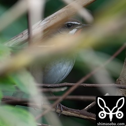 ノゴマはだいたいこんな感じ。アカヒゲはさらに難しく確認できたのは声だけ…。