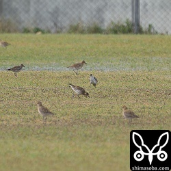学校の芝生にはムナグロが30羽ほど飛来。夜の大雨で避難してきたのかもしれません。