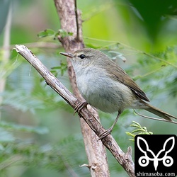 林道で見つけたウグイス。