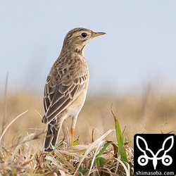 東崎にはマミジロタヒバリが3羽いました。久しぶりに見た気がします。