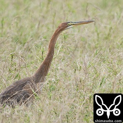 与那国島では少なめのムラサキサギ。今回は幼鳥を1個体のみ確認。