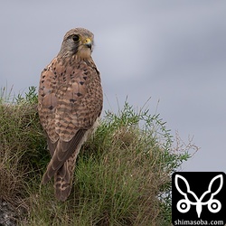 チョウゲンボウの第1回冬羽。警戒心の全くない個体でした。