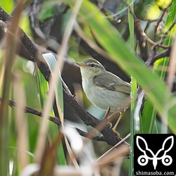 コムシクイも地鳴きで発見。少しの間だけ、姿も見ることができました。