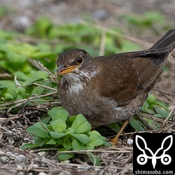 シロハラは集落内から墓地、農地、林道までさまざまな場所に相当数が越冬しています。