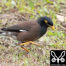 インドハッカは年々、数を増やしています。夕方の租納は電柱でねぐらをとるインドハッカで騒々しいです。