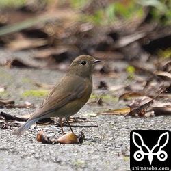 ルリビタキも数羽確認。
