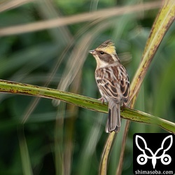 10羽ほどの群れでいたミヤマホオジロ。