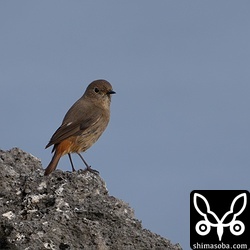 ジョウビタキはそこそこの数が越冬中です。