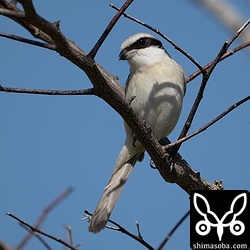 幼鳥のころから毎年、勤め先の駐車場で越冬するシマアカモズ。数年が経ち、すっかり立派なオスの成鳥になりました。