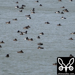 寝ていますが、真ん中にいるのがクビワキンクロ。ほかは全てキンクロハジロです。目が慣れればすぐに見つけることができます。