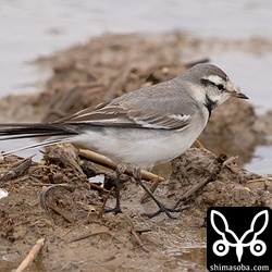 タイワンハクセキレイの第1回冬羽。