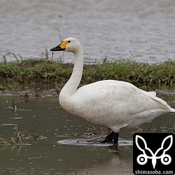 まだ2羽で滞在しているコハクチョウ。