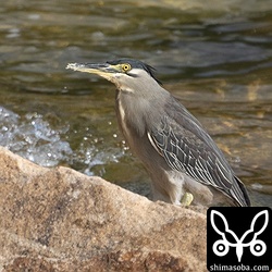 石垣島では珍しいササゴイ。鳴き声も聞くことができました。