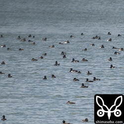 顔を上げてくれれば、クビワキンクロとキンクロハジロとの違いは一目瞭然。