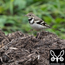 堆肥の上のイワミセキレイ。