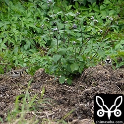 2羽のイワミセキレイが写る貴重な写真も記録できました。