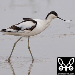帰りに寄った田んぼでソリハシセイタカシギが単独でいました。