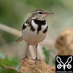 娘と二人で観察。イワミセキレイの地鳴きも近距離で聞くことができました。