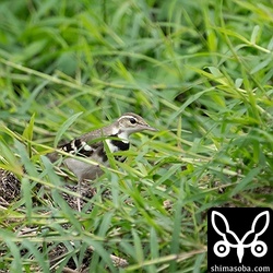 ほ場に積み上げられた堆肥についているようでした。草の間を行ったり来たりしていました。