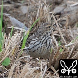 ムネアカタヒバリは50羽ほどが滞在中。