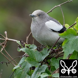 こちらはオス。